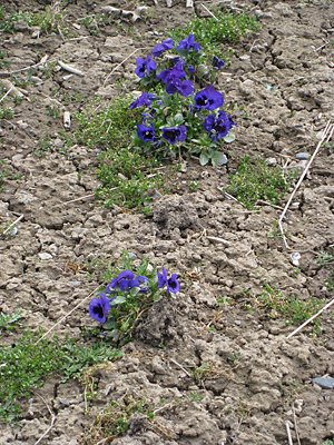 pansy unmulched